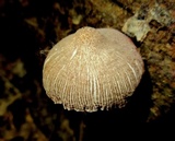 Pluteus longistriatus image