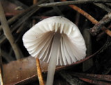 Mycena capillaripes image