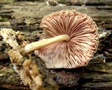 Pluteus longistriatus image