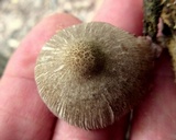 Pluteus longistriatus image