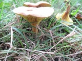 Phylloporus rhodoxanthus image