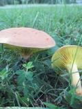 Phylloporus rhodoxanthus image