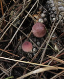 Mycena purpureofusca image