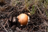 Amanita cochiseana image