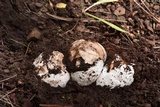 Amanita cochiseana image