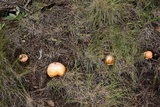 Amanita cochiseana image