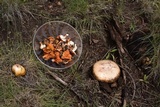 Amanita cochiseana image