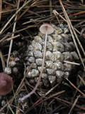 Mycena purpureofusca image