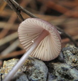 Mycena purpureofusca image
