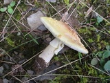 Amanita flavorubens image