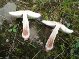 Amanita flavorubens image