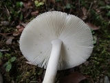 Amanita sect. Vaginatae image