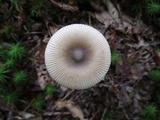 Amanita sect. Vaginatae image