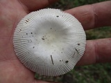 Amanita sect. Vaginatae image