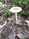 Amanita sect. Vaginatae image