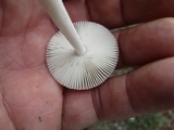 Amanita sect. Vaginatae image