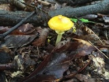 Amanita elongata image