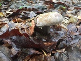Tylopilus plumbeoviolaceus image