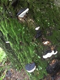 Ganoderma lobatum image