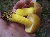 Boletus auripes image
