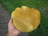 Boletus auripes image