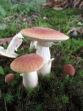 Xanthoconium purpureum image