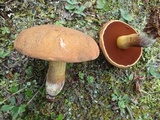 Boletus vermiculosoides image