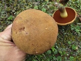 Boletus vermiculosoides image