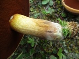 Boletus vermiculosoides image