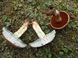 Boletus vermiculosoides image