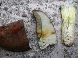 Boletus vermiculosoides image
