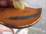 Boletus vermiculosoides image