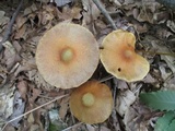 Cortinarius corrugatus image
