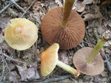 Cortinarius corrugatus image