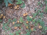 Cortinarius corrugatus image