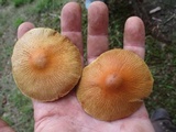 Cortinarius corrugatus image