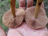 Cortinarius corrugatus image