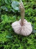 Entoloma violaceum image