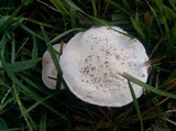 Agaricus floridanus image