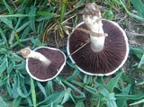 Agaricus floridanus image