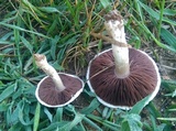 Agaricus floridanus image