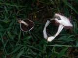 Agaricus floridanus image