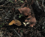 Suillus lakei image