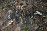 Leucoagaricus americanus image
