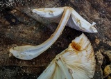 Leucoagaricus americanus image