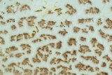 Leucoagaricus americanus image