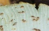 Leucoagaricus americanus image