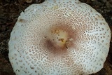 Leucoagaricus americanus image