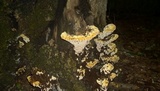 Inonotus dryadeus image