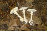 Amanita abrupta image